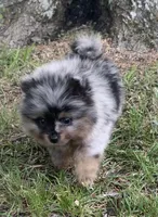 Merlin , a male Pomeranian for sale in Gadsden, AL – Photo 3 of 10