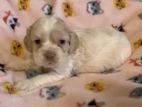 Buff Parti male 1, a male Cocker Spaniel for sale in Gadsden, AL – Photo 2 of 9