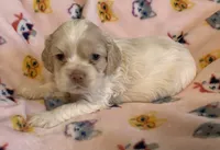 Buff Parti male 1, a male Cocker Spaniel for sale in Gadsden, AL – Photo 3 of 9