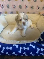 Buff Parti male 1, a male Cocker Spaniel for sale in Gadsden, AL – Photo 8 of 9