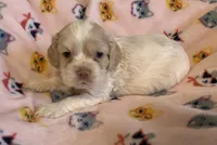 Buff Parti male 1, a male Cocker Spaniel for sale in Gadsden, AL – Photo 5 of 9