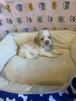 Buff Parti male 1, a male Cocker Spaniel for sale in Gadsden, AL – Photo 7 of 9