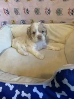 Buff Parti male 1, a male Cocker Spaniel for sale in Gadsden, AL – Photo 9 of 9