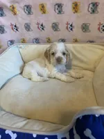 Buff Parti male 1, a male Cocker Spaniel for sale in Gadsden, AL – Photo 6 of 9