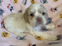 Buff Parti male 1, a male Cocker Spaniel for sale in Gadsden, AL – Photo 4 of 9