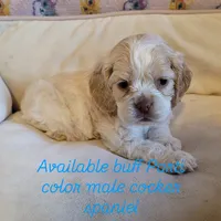 Buff Parti male 1, a male Cocker Spaniel for sale in Gadsden, AL – Photo 1 of 9