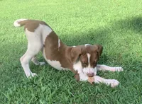 Boy 2, a male Catahoula Leopard Dog for sale in Gadsden, AL – 6 of 8