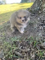 Male 3, a male Pomeranian for sale in Gadsden, AL – 4 of 10
