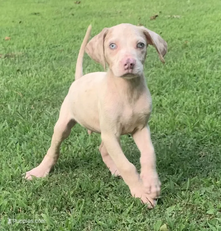 Boy 4 – Catahoula Leopard Dog puppy for sale in Gadsden, AL