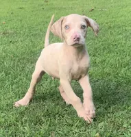 Boy 4, a female Catahoula Leopard Dog for sale in Gadsden, AL – 1 of 3