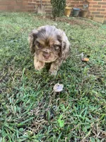 Female chocolate Merle , a female Cocker Spaniel for sale in Gadsden, AL – 6 of 7