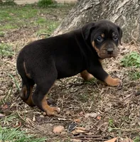NALC male, a male Catahoula Leopard Dog for sale in Gadsden, AL – Photo 2 of 10