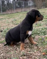 NALC male, a male Catahoula Leopard Dog for sale in Gadsden, AL – Photo 7 of 10