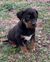 NALC male, a male Catahoula Leopard Dog for sale in Gadsden, AL – Photo 9 of 10