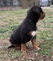 NALC male, a male Catahoula Leopard Dog for sale in Gadsden, AL – Photo 8 of 10