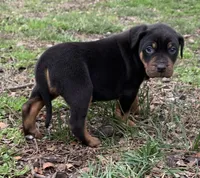 NALC male, a male Catahoula Leopard Dog for sale in Gadsden, AL – Photo 3 of 10
