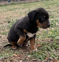 NALC male, a male Catahoula Leopard Dog for sale in Gadsden, AL – Photo 10 of 10
