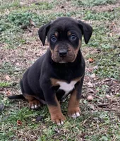 NALC male, a male Catahoula Leopard Dog for sale in Gadsden, AL – Photo 6 of 10