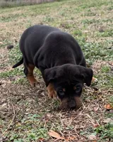 NALC male, a male Catahoula Leopard Dog for sale in Gadsden, AL – Photo 4 of 10