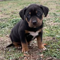 NALC male, a male Catahoula Leopard Dog for sale in Gadsden, AL – Photo 1 of 10