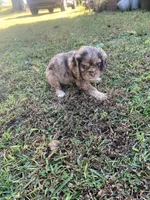 Female chocolate Merle , a female Cocker Spaniel for sale in Gadsden, AL – 5 of 7
