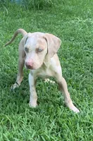 Boy 3, a male Catahoula Leopard Dog for sale in Gadsden, AL – 5 of 5