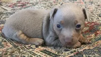 Silver male , a male Teddy Roosevelt Terrier for sale in Gadsden, AL – 4 of 4