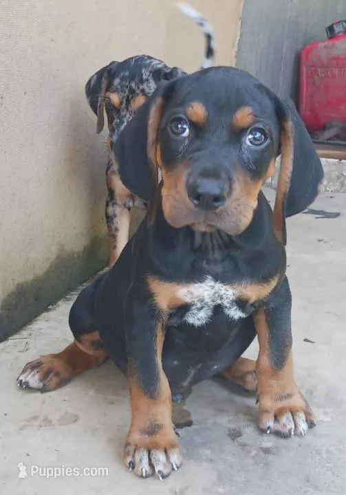 Male 2 – Catahoula Leopard Dog, Bluetick Coonhound puppy for sale in Gadsden, AL