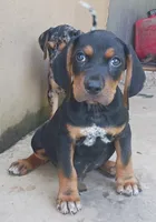 Male 2, a male Catahoula Leopard Dog and Bluetick Coonhound for sale in Gadsden, AL – 1 of 1