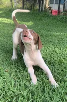 Boy 2, a male Catahoula Leopard Dog for sale in Gadsden, AL – 7 of 8