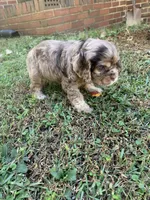 Female chocolate Merle , a female Cocker Spaniel for sale in Gadsden, AL – 4 of 7