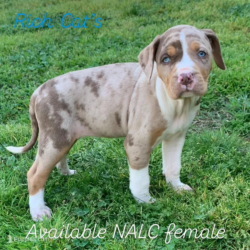 Female 2 – Catahoula Leopard Dog puppy for sale in Gadsden, AL