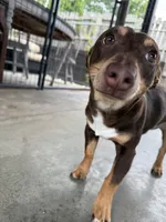 Jojo, a male Teddy Roosevelt Terrier for sale in Gadsden, AL – 4 of 10