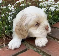 Casper , a female Cocker Spaniel for sale in Gadsden, AL – Photo 10 of 10