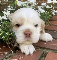 Casper , a female Cocker Spaniel for sale in Gadsden, AL – Photo 5 of 10