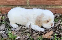 Casper , a female Cocker Spaniel for sale in Gadsden, AL – Photo 3 of 10