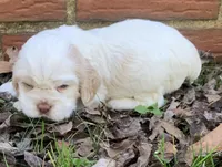 Casper , a female Cocker Spaniel for sale in Gadsden, AL – Photo 2 of 10