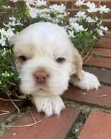 Casper , a female Cocker Spaniel for sale in Gadsden, AL – Photo 7 of 10