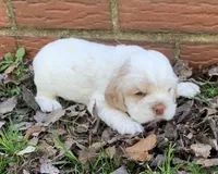 Casper , a female Cocker Spaniel for sale in Gadsden, AL – Photo 8 of 10