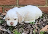 Casper , a female Cocker Spaniel for sale in Gadsden, AL – Photo 4 of 10