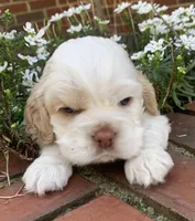 Casper , a female Cocker Spaniel for sale in Gadsden, AL – Photo 9 of 10