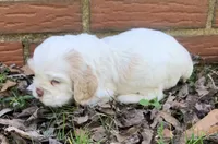 Casper , a female Cocker Spaniel for sale in Gadsden, AL – Photo 6 of 10