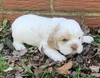 Casper , a female Cocker Spaniel for sale in Gadsden, AL – Photo 1 of 10