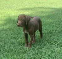 Girl 1, a female Catahoula Leopard Dog for sale in Gadsden, AL – 2 of 10