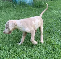 Boy 3, a male Catahoula Leopard Dog for sale in Gadsden, AL – 2 of 5