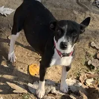 Rich Rat’s Lyric, a female Teddy Roosevelt Terrier for sale in Gadsden, AL – Photo 6 of 7