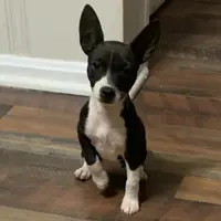 Rich Rat’s Lyric, a female Teddy Roosevelt Terrier for sale in Gadsden, AL – Photo 2 of 7