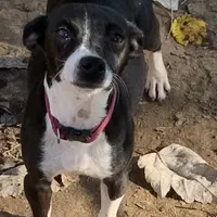 Rich Rat’s Lyric, a female Teddy Roosevelt Terrier for sale in Gadsden, AL – Photo 5 of 7