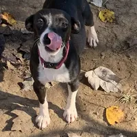 Rich Rat’s Lyric, a female Teddy Roosevelt Terrier for sale in Gadsden, AL – Photo 4 of 7