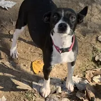 Rich Rat’s Lyric, a female Teddy Roosevelt Terrier for sale in Gadsden, AL – Photo 1 of 7